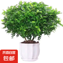 驱蚊虫清香木盆栽正宗胡椒木花卉绿植四季好养净化空气吸甲醛植物 6年大苗1盆【螺纹盆】+肥料