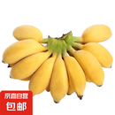 京喜自营 广西网红小米蕉 青香蕉发货放熟吃 新鲜水果一件包邮 青蕉发货 净重5斤