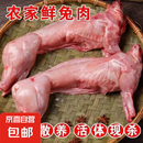 （自营）兔肉新鲜现杀整只冷冻白条兔肉生鲜散养去头2斤/只 2斤左右白条兔2只