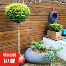 亮晶女贞树苗棒棒糖造型小叶女贞球别墅庭院亮金女贞绿化球形树苗 棒棒糖型亮晶女贞1.2m高