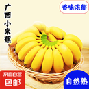 新鲜现摘香蕉小米蕉青皮发货放熟吃新鲜水果 小米蕉 2斤