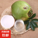 海南椰子带皮椰青现摘现发新鲜孕妇补羊水嫩椰子特产水果 6个装