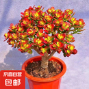 姬红花月红叶玉树老桩摇钱树多肉植物盆栽群生多头萌新手好养 姬红花月大老桩25cm高 栽好带盆 不含盆