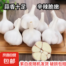 紫白皮蒜即食水果大蒜今年新鲜干蒜生鲜调料蒜瓣 大蒜净重 4.7斤