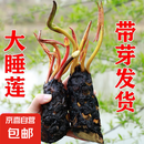 睡莲种苗荷花盆栽中大型碗莲莲花种藕水培水养水生池塘盆缸荷叶种 大睡莲根块 5个-混色