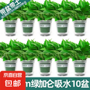 绿萝盆栽室内客厅绿植花卉 家用净化空气绿箩植物吸除甲醛吊兰 高20CM【绿加仑吸水】10盆+5肥