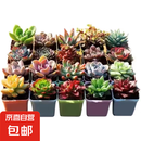 多肉植物盆栽绿植花卉室内玉露钱串红宝石书桌摆件玫瑰 15颗多肉随机+15个小盆+营养土 图片文字有说明