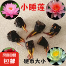 睡莲种苗荷花盆栽中大型碗莲莲花种藕水培水养水生池塘盆缸荷叶种 小睡莲 6个-混色