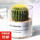 多肉植物仙人掌盆栽室内肉肉仙人球小盆栽开花可爱桌面绿植 金冠+玻璃盆+黄金砂+营养土 含盆