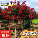 紫薇树苗红火箭天鹅绒庭院四季盆栽绿化工程百日红室外绿植耐寒 红色紫薇【带土球发货】 8厘米粗巨无霸一颗【视觉震撼】