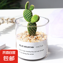 多肉植物仙人掌盆栽室内肉肉仙人球小盆栽开花可爱桌面绿植 黄毛掌+玻璃盆+黄金砂+营养土 含盆