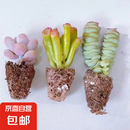 【招财进宝多肉】钱串吸财树桃蛋吹雪之松锦精选系列好养基地直发 桃蛋+吸财树+钱串