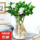 栀子花盆栽四季开花带花苞室内绿萝水培花卉绿植物茉莉花九里香 高配款：15-20cm【带花苞6株】开花飘香 浓香型栀子花【带花苞】10天开花