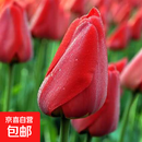 郁金香种球荷兰进口冬季耐寒室内外庭院花卉种子水培植物盆栽大球 检阅 10个球+肥（超便宜）