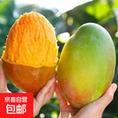 【新鲜上市】正宗攀枝花凯特芒果新鲜水果 带箱2斤200g+