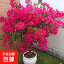 三角梅盆栽花苗绿植物重瓣庭院阳台爬藤攀援植物花卉树苗盆景 三角梅15大苗【花开富贵】