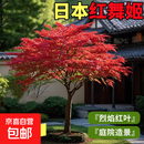 正宗红枫四季红原生三季中国红枫日本红枫庭院风景树地栽耐寒 日本红枫 4厘米粗【1.3米左右高】