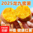 现挖沙地蜜薯红薯新鲜农家糖心番薯烤地瓜软糯批发黄心包邮 沙地蜜薯2斤装中大果 含箱