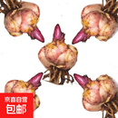 香水百合种球四季开花盆栽带花苞进口重瓣百合花球种子花苗鲜花卉 香水百合混色5球不含盆土