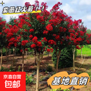 紫薇树苗红火箭天鹅绒庭院四季盆栽绿化工程百日红室外绿植耐寒 红色紫薇【带土球发货】 4厘米粗中苗一颗【有分叉造型】
