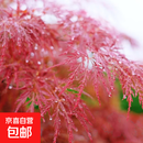 羽毛枫树苗垂枝树苗彩叶红枫树苗庭院阳台盆栽地栽风景树苗 羽毛枫7cm粗