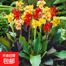 美人蕉种球四季易养室外庭院地栽植物花卉盆栽花苗多年生带芽根茎 美人蕉1000棵(混色)(种球)