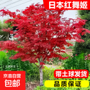 日本红枫树苗四季红舞姬中国老桩盆景盆栽庭院别墅室外绿化植物苗 【日本红舞姬】5cm粗1.6米高