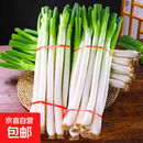 2025头茬大葱原汁原味正宗精品铁杆大葱农家现挖现发新鲜脆嫩 去半叶带箱9斤装