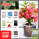 凤仙花种籽四季小学生科学实验观察向日葵儿童种植小盆栽植物种子 凤仙花混色（透明观察种植套装）