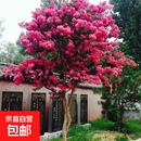 紫薇树苗红火箭天鹅绒庭院四季盆栽绿化工程百日红室外绿植耐寒 紫色紫薇【带土球发货】 8厘米粗巨无霸一颗【视觉震撼】
