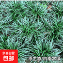 日本矮玉龙草苗麦冬草四季长青耐寒耐践踏超矮麦冬庭院工程绿化苗 矮麦冬玉龙草50斤