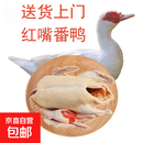 【大厂货源】生鲜现杀白番鸭豚鸭农家红头嘴脸散养土老鸭子洋飞鸭 5-6斤/只