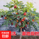 无花果树果苗特大果波姬红带果矮化盆栽四季结果南北方阳台可种植 波姬红品种-5年苗【当年结果】