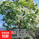 流苏树苗流苏树流苏苗油根子庭院景观树南北方四季种植绿化风景树 精品一级苗13公分粗大树2.5米 50cm(含)-60cm(不含)
