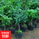 无花果树果苗特大果波姬红带果矮化盆栽四季结果南北方阳台可种植 亚当品种-5年苗【当年结果】