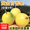 黄金百香果钦蜜9号大果孕妇新鲜当季鲜果妃多多 钦密9号百香果45-60g 净重3斤 爆甜【产地直发】越皱越甜