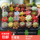 多肉植物组合3-5厘米卷好盆栽耐干旱好养新手基地玉露绿植盆栽 【不重复3-5cm】28棵多肉有玉露