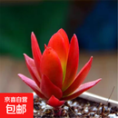 【火祭多肉】年宵花⭐红色植物精选室内阳台办公室桌面可爱年货 火祭5颗【3-5厘米】