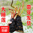 睡莲种苗荷花盆栽中大型碗莲莲花种藕水培水养水生池塘盆缸荷叶种 大睡莲根块 5个-混色