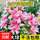 香水百合种球带芽四季开花室内外阳台多头百合耐寒好养 粉色【带芽发货】 5个球（更便宜）