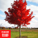 美国红枫红枫树苗红舞姬日本红枫风景树苗正宗三季红中国红枫小苗 美国红枫12公分粗 111cm(含)-140cm(含)