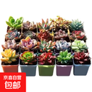 多肉植物盆栽绿植花卉室内玉露钱串红宝石书桌摆件玫瑰 15颗多肉随机+15个小盆+营养土 图片文字有说明