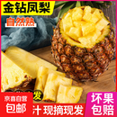 金钻凤梨手撕小凤梨新鲜热带生鲜水果非菠萝源头直发【多仓发货】 【1个】单果400-650g
