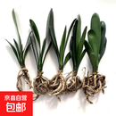 特价大盆君子兰盆栽名贵国宝级花卉苗绿植物圆头和尚室内四季好养 01：【特惠款】5-8片叶子+带土 送肥料【不含盆】