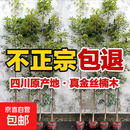 四川正宗金丝楠木苗金丝楠苗名贵小叶桢楠树苗金丝楠木苗楠木树苗 高度100-120公分2颗带原土杯