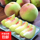 山东当季青州蜜桃新鲜脆甜可口毛桃冬桃产地直发-鲜集 青州蜜桃带箱5斤