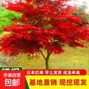 红枫树苗日本红舞姬红枫苗嫁接美国红枫小苗中国四季红枫红枫叶树 日本红枫6公分粗【树形优美】