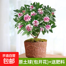 金边瑞香盆栽浓香型带花苞室内客厅阳台耐寒老桩大苗好养花卉植物 8年苗【原土当年开花】
