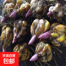 香水百合种球四季开花盆栽带花苞进口重瓣百合花球种子花苗鲜花卉 香水百合混色10球不含盆土