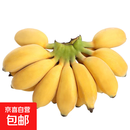 京喜自营 广西网红小米蕉 青香蕉发货放熟吃 新鲜水果一件包邮 青蕉发货 净重5斤